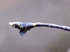 Ictinogomphus regisalberti