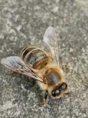 Apis mellifera