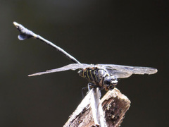 Ictinogomphus regisalberti