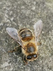 Apis mellifera