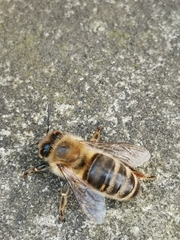Apis mellifera