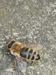Apis mellifera