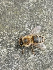Apis mellifera