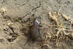 Carabus violaceus aurolimbatus