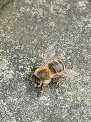 Apis mellifera
