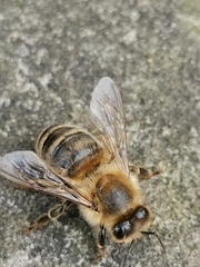 Apis mellifera
