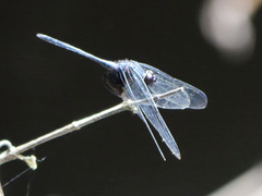 Trithemis africana