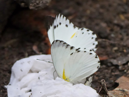 Central Caper White