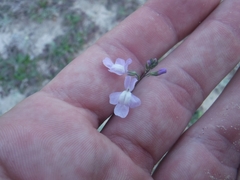Nuttallanthus canadensis