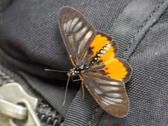 Acraea pelopeia