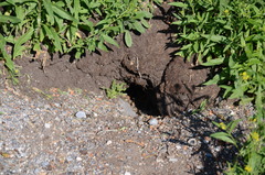 Urocitellus columbianus