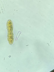 Surirella librile