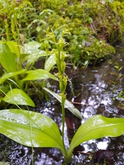 Liparis loeselii