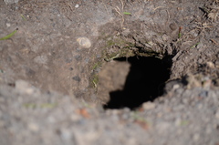 Urocitellus columbianus