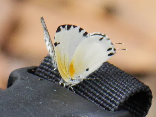 Phlyaria cyara
