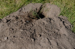 Urocitellus columbianus