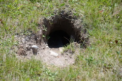 Urocitellus columbianus