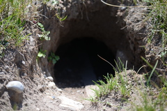 Urocitellus columbianus