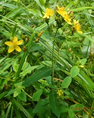 Hypericum mitchellianum