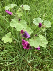 Malva sylvestris mauritiana