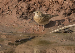 Emberiza impetuani