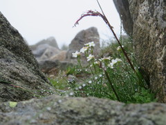 Androsace obtusifolia