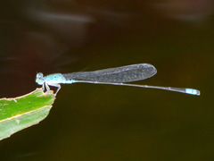 Pseudagrion glaucum