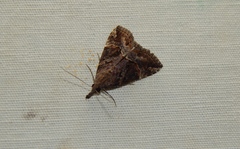 Hypena obsitalis