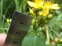 Hypericum mitchellianum