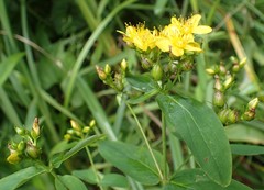 Hypericum mitchellianum