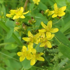 Hypericum mitchellianum
