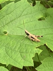 Chloealtis conspersa