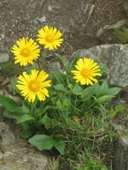 Doronicum clusii