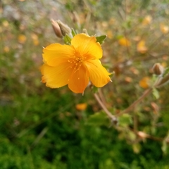 Mentzelia hispida
