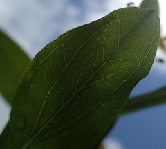 Hypericum mitchellianum
