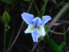 Babiana patula