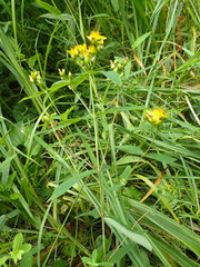 Hypericum mitchellianum