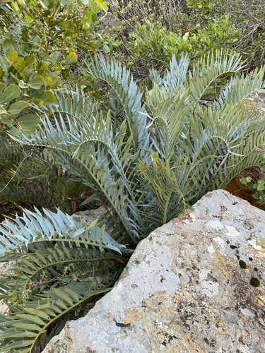 Encephalartos horridus, photograph 2