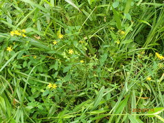 Hypericum mitchellianum