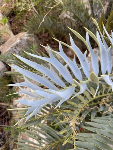 Encephalartos horridus, photograph 3