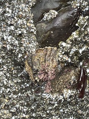 Semibalanus cariosus