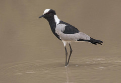 Blacksmith Lapwing photo 2