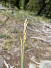 Bromus marginatus