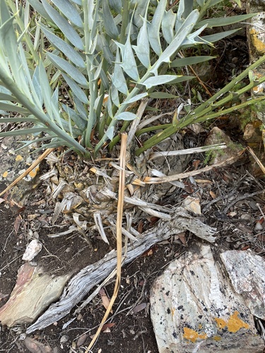 Encephalartos horridus, photograph 4