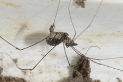 Mitostoma chrysomelas