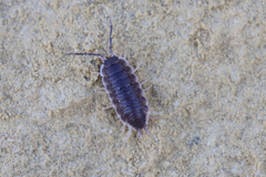 Porcellio hoffmannseggii
