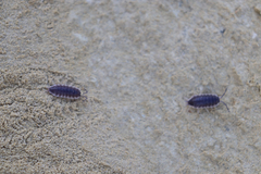 Porcellio hoffmannseggii