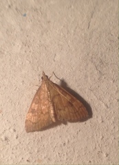 Udea fulvalis