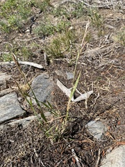 Bromus marginatus