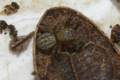 Euophrys frontalis